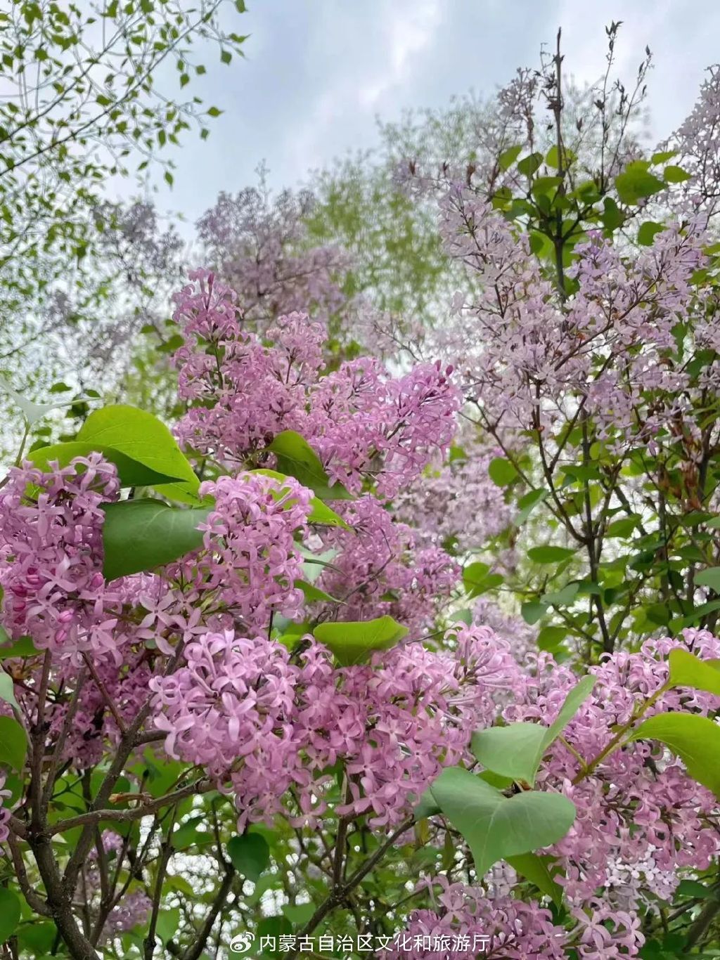 五月丁香色综合久久4438:11-19-28-31-37-40W:01,五月丁香色综合久久,探索美丽与力量的交织 五月丁香色综合久久4438:11-19-28-31-37-40W:01,五月丁香色综合久久,探索美丽与力量的交织