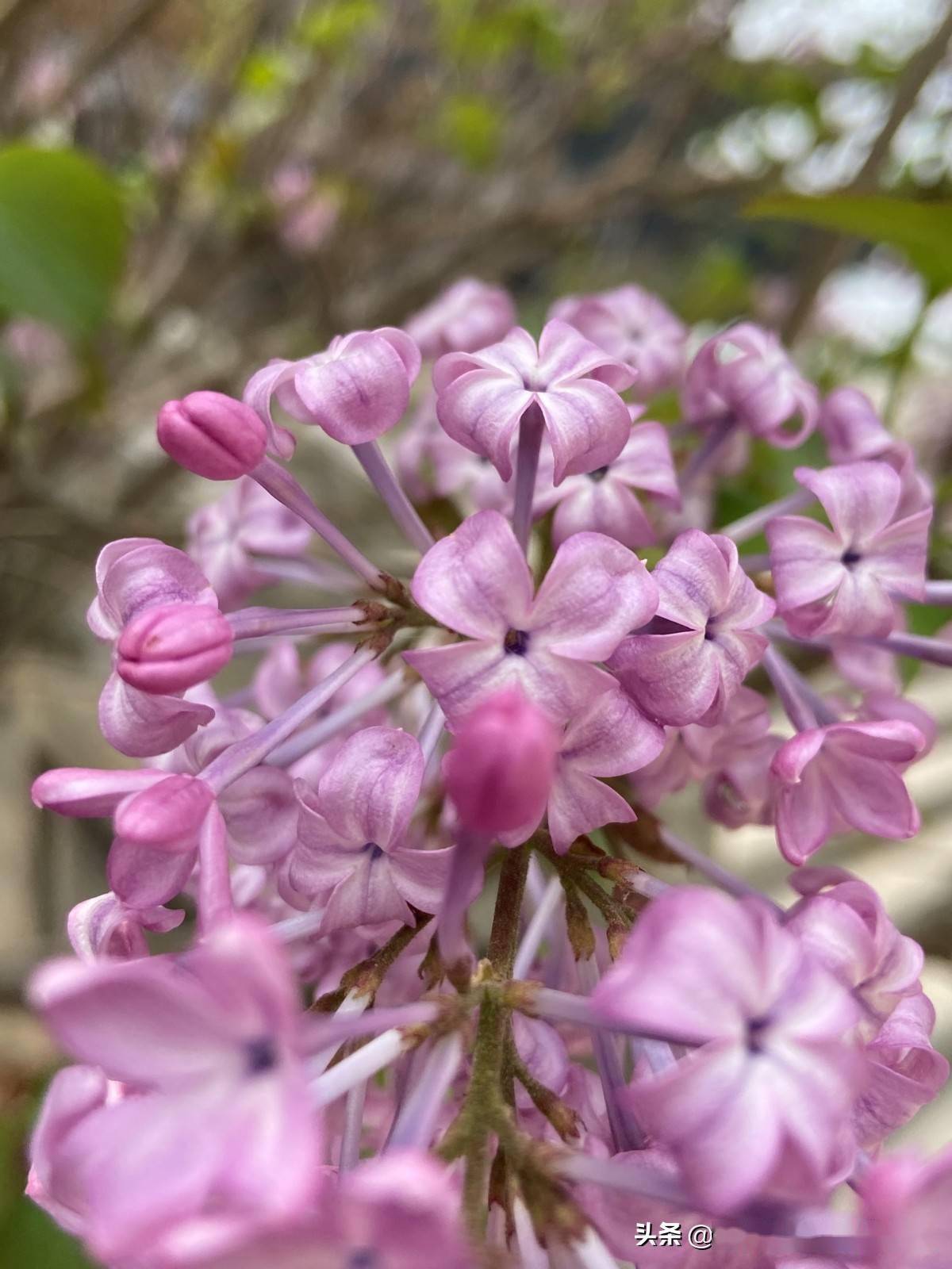 五月丁香色综合久久4438:11-19-28-31-37-40W:01,五月丁香色综合久久,探索美丽与力量的交织 五月丁香色综合久久4438:11-19-28-31-37-40W:01,五月丁香色综合久久,探索美丽与力量的交织