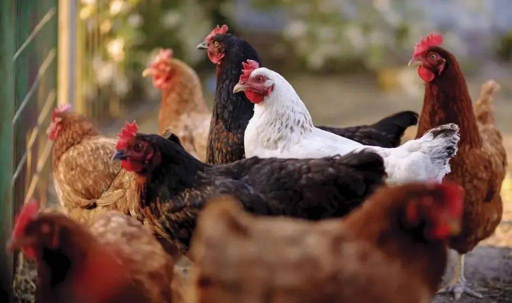 人禽杂交18禁网站免费:11-14-22-26-31-45V:06,关于网络内容与伦理道德的探讨 —— 以人禽杂交等关键词为例 人禽杂交18禁网站免费:11-14-22-26-31-45V:06,关于网络内容与伦理道德的探讨 —— 以人禽杂交等关键词为例