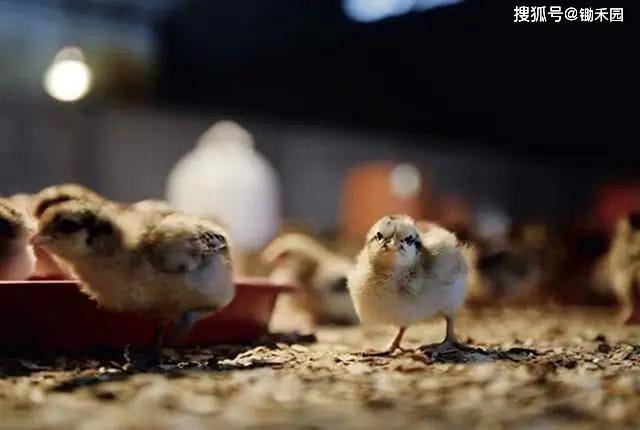 人禽杂交18禁网站免费:11-14-22-26-31-45V:06,关于网络内容与伦理道德的探讨 —— 以人禽杂交等关键词为例 人禽杂交18禁网站免费:11-14-22-26-31-45V:06,关于网络内容与伦理道德的探讨 —— 以人禽杂交等关键词为例