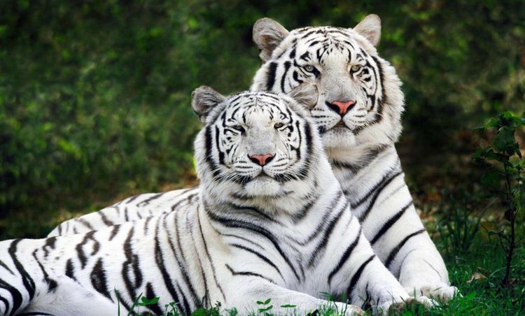 四虎成人欧美精品在永久在线:02-13-17-39-41-49T:02,四虎成人欧美精品的永久在线魅力,探索02系列的新视界 四虎成人欧美精品在永久在线:02-13-17-39-41-49T:02,四虎成人欧美精品的永久在线魅力,探索02系列的新视界