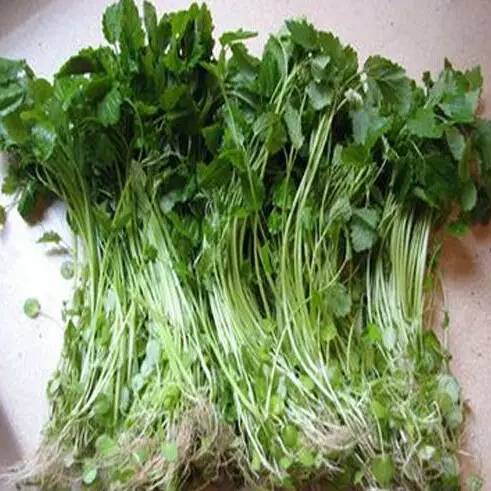 青草青草久热国产精品:01-09-10-34-41-47U:31,青草与国产精品,一场久热不衰的探寻之旅 青草青草久热国产精品:01-09-10-34-41-47U:31,青草与国产精品,一场久热不衰的探寻之旅