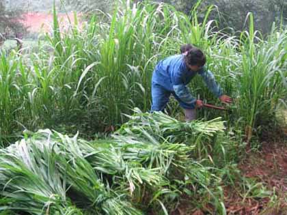 青草青草久热国产精品:01-09-10-34-41-47U:31,青草与国产精品,一场久热不衰的探寻之旅 青草青草久热国产精品:01-09-10-34-41-47U:31,青草与国产精品,一场久热不衰的探寻之旅