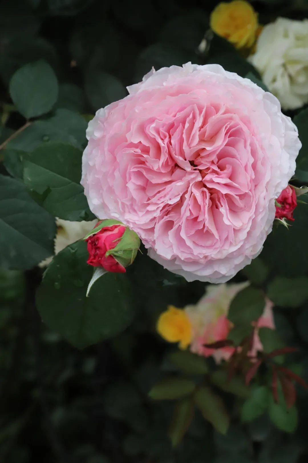 久久婷婷色综合一区二区:12-18-24-30-31-45B：41,久久婷婷色综合一区二区，探索数字背后的多彩世界